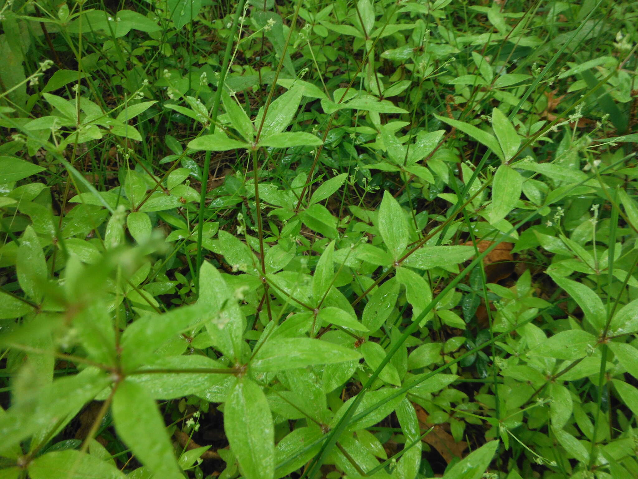 Image of licorice bedstraw