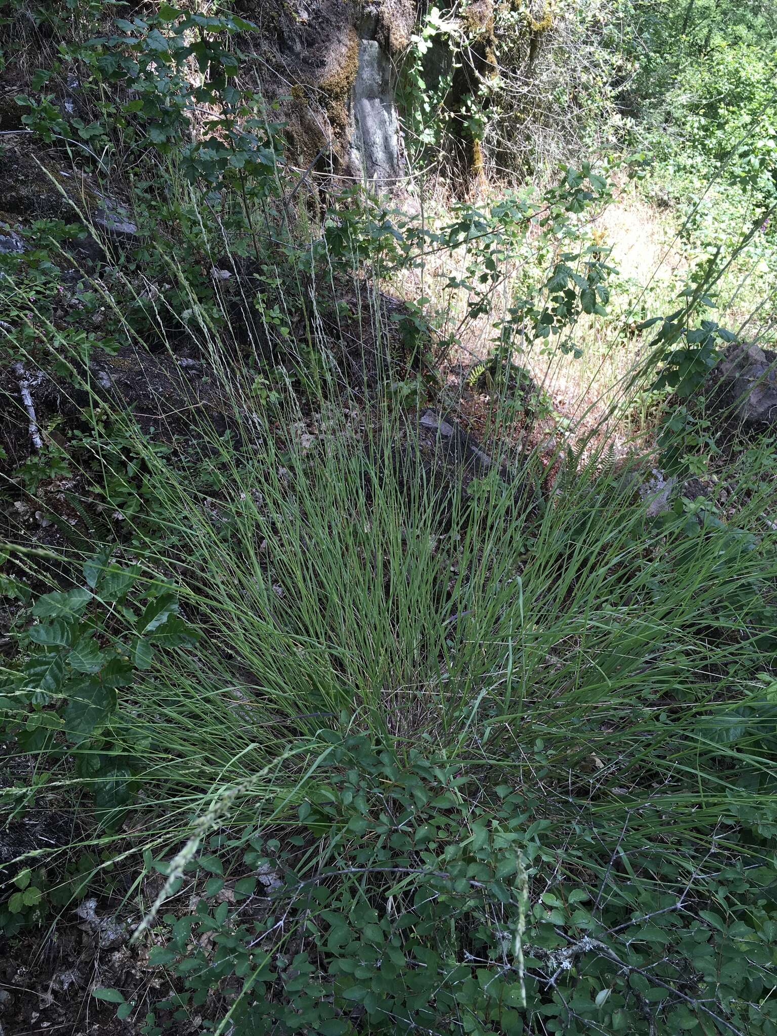 Image of Harford's oniongrass