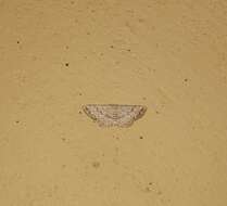 Image of Scopula adeptaria Walker 1861