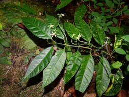 Image of Matelea graciliflora Krings & Morillo