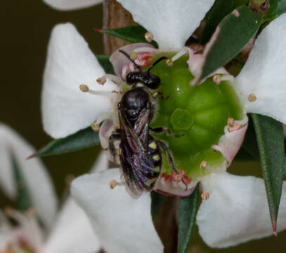 Image of Euhesma subgen. Euhesma Michener 1965