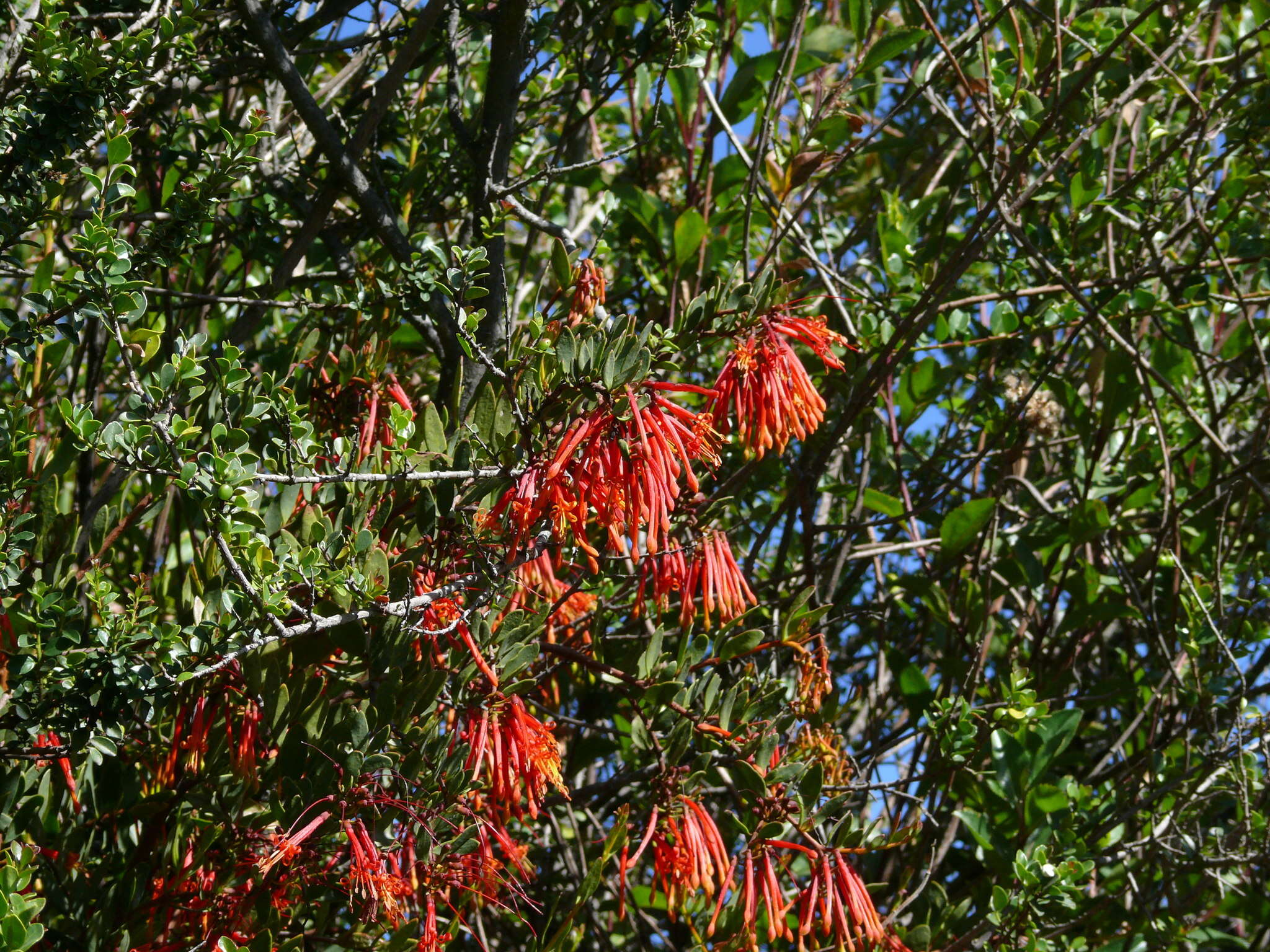 Image of Tristerix penduliflorus J. Kuijt