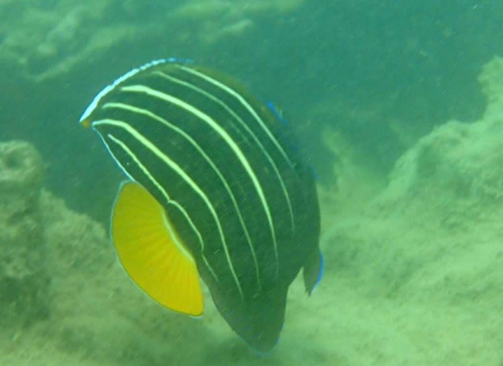 Image of Ear-spot Angelfish