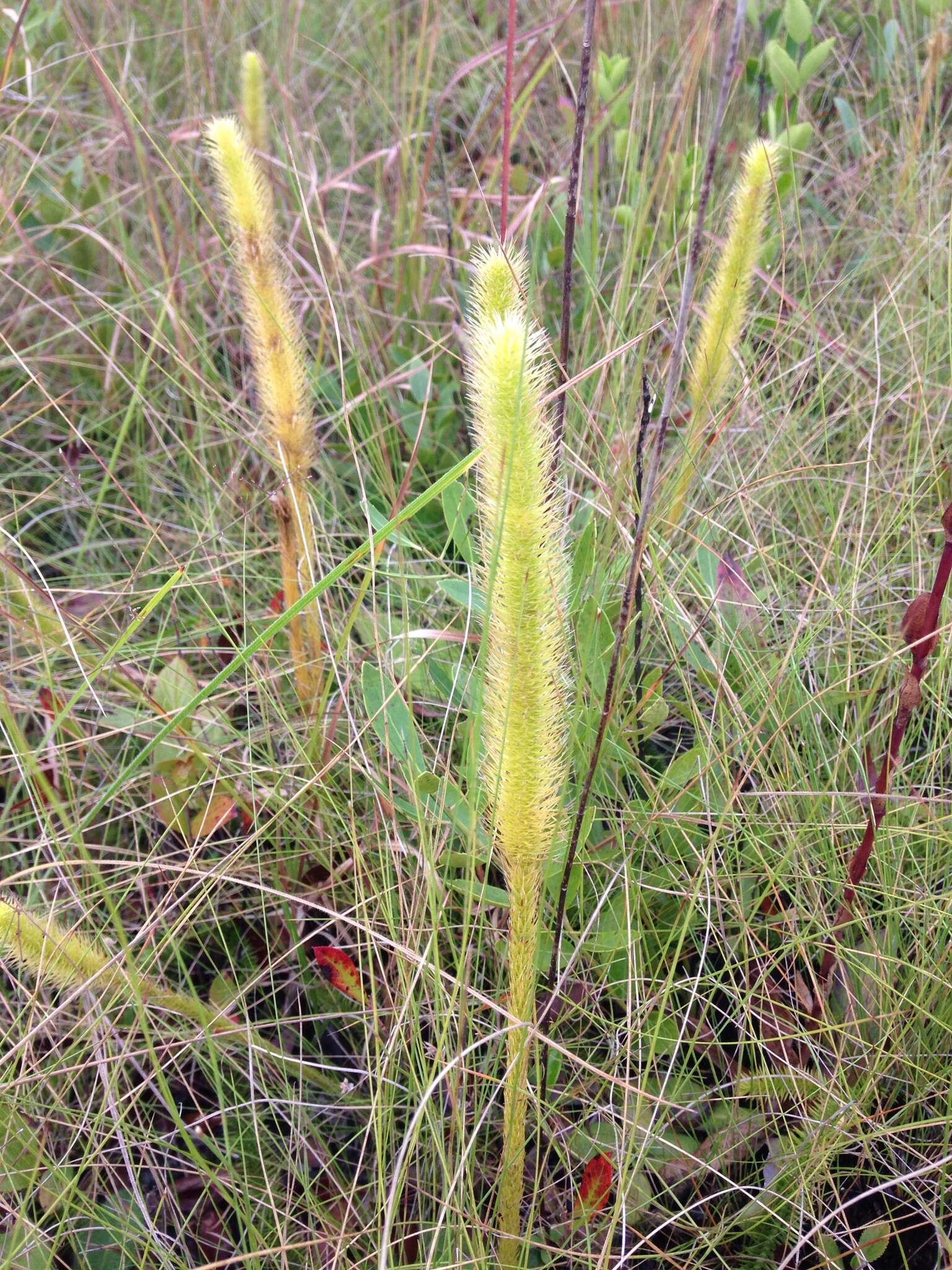 Image of foxtail clubmoss