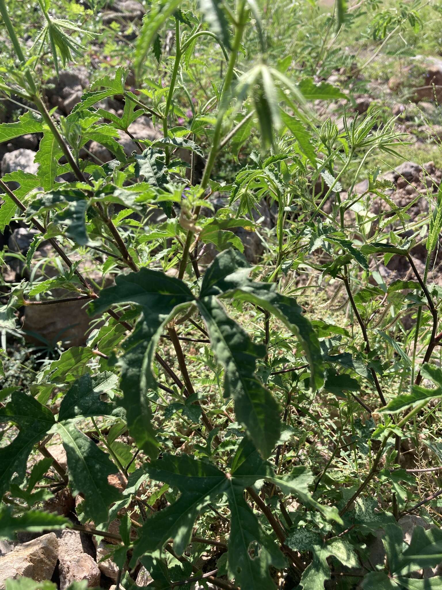 Image of Arizona rosemallow