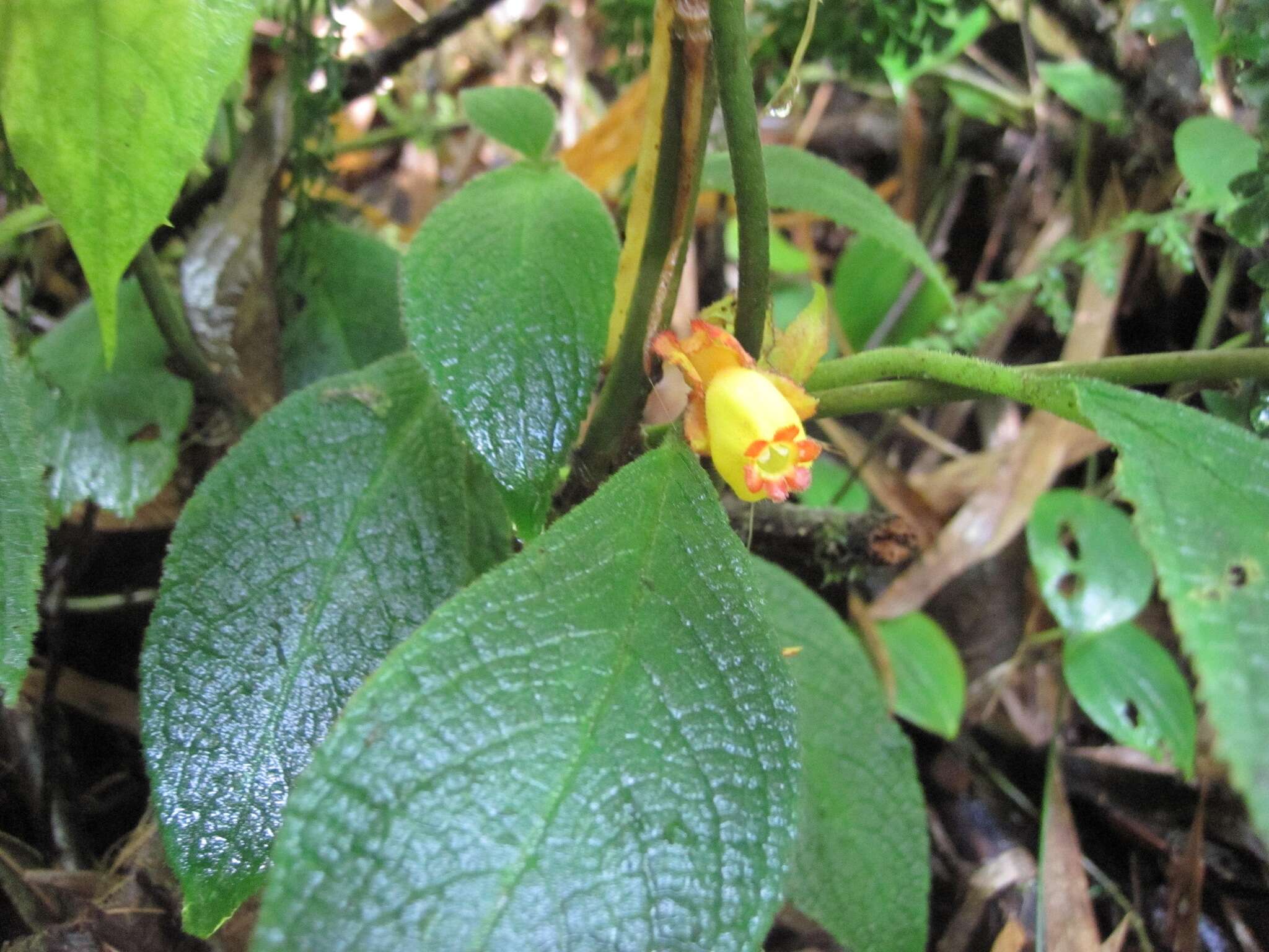 Image of Drymonia teuscheri (Raymond) J. L. Clark