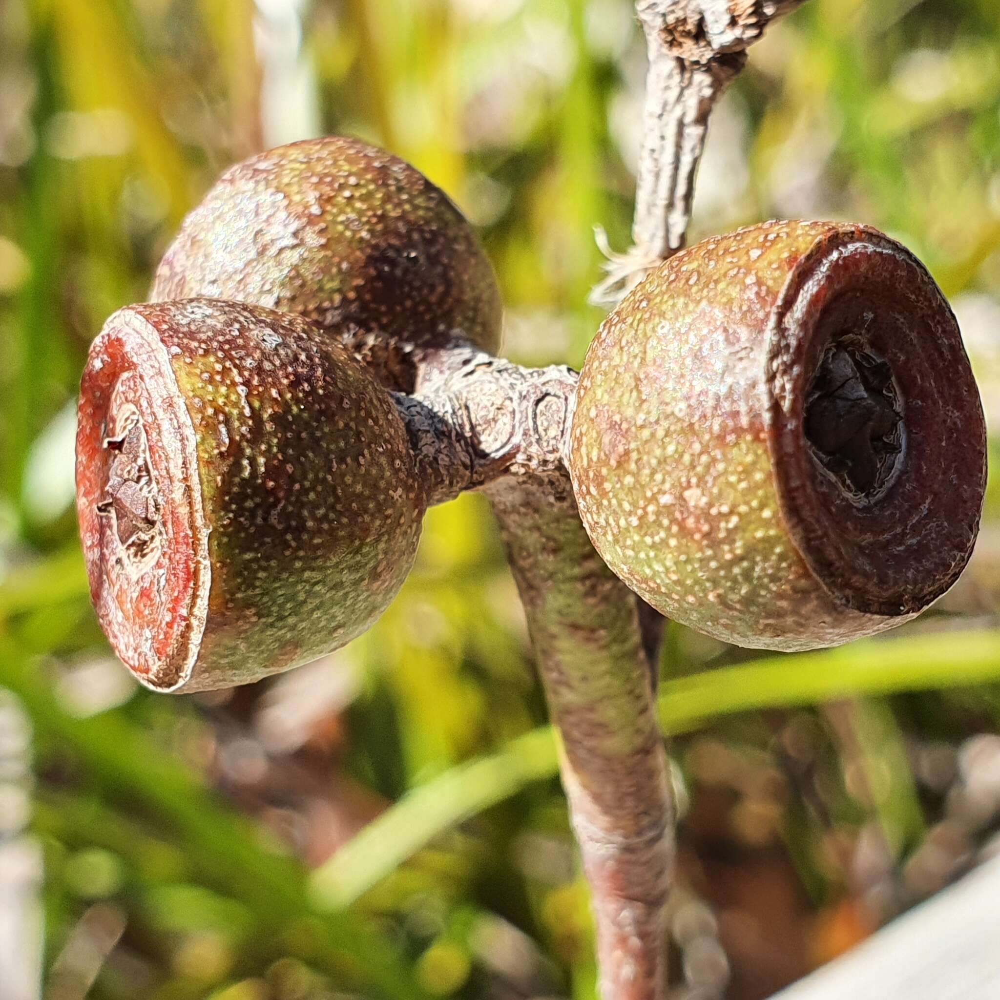 صورة Eucalyptus obstans L. A. S. Johnson & K. D. Hill