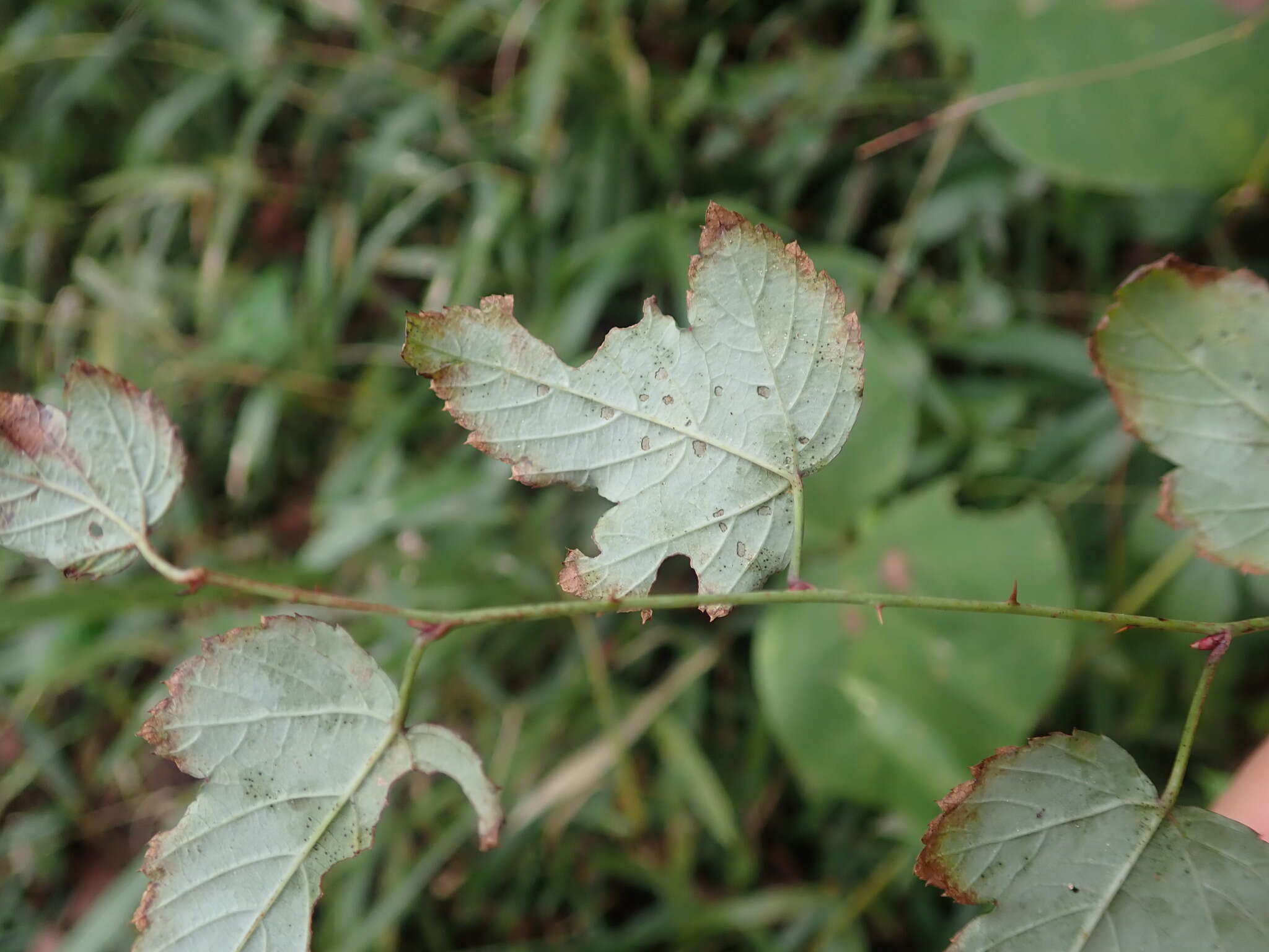 Imagem de Rubus microphyllus L. fil.