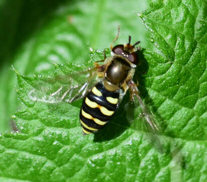 Image de Eupeodes fumipennis (Thomson 1869)