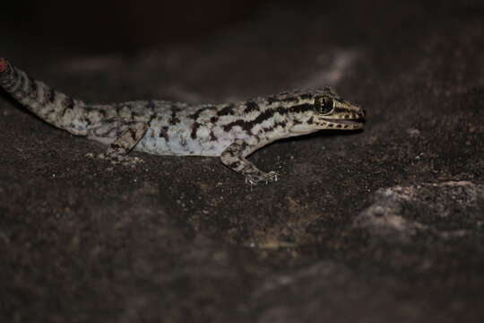 Image of Darwin's Leaf-toed Gecko