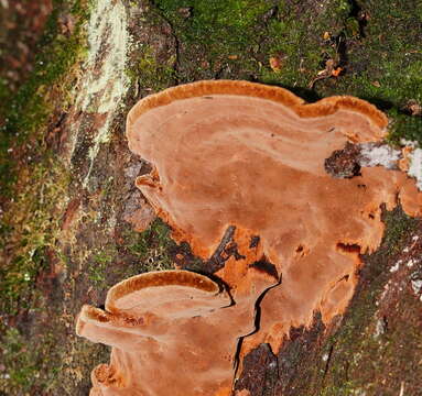 Image of Fuscoporia wahlbergii (Fr.) T. Wagner & M. Fisch. 2001