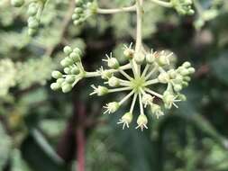 Image de Aralia bipinnata Blanco