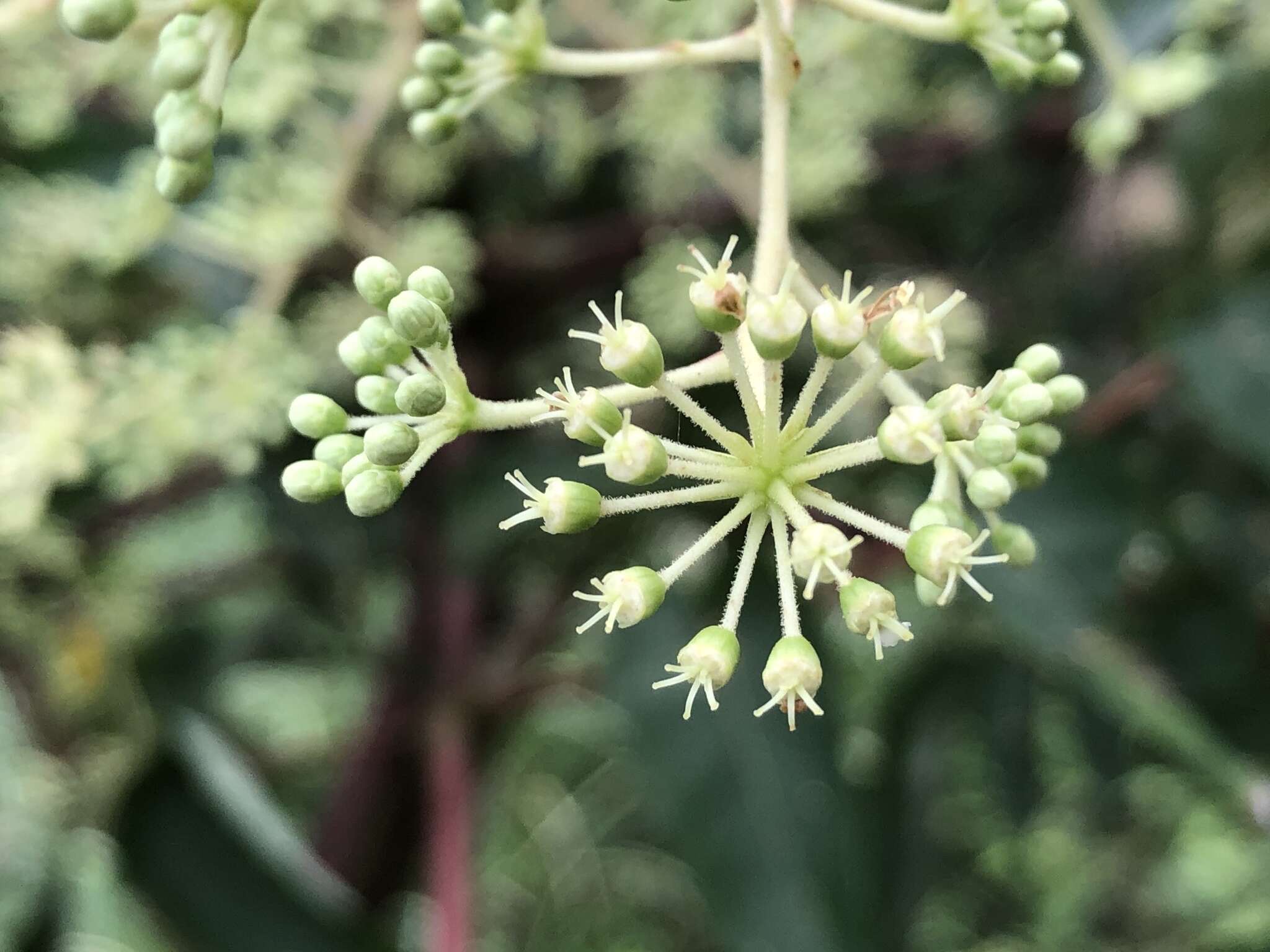 Image de Aralia bipinnata Blanco