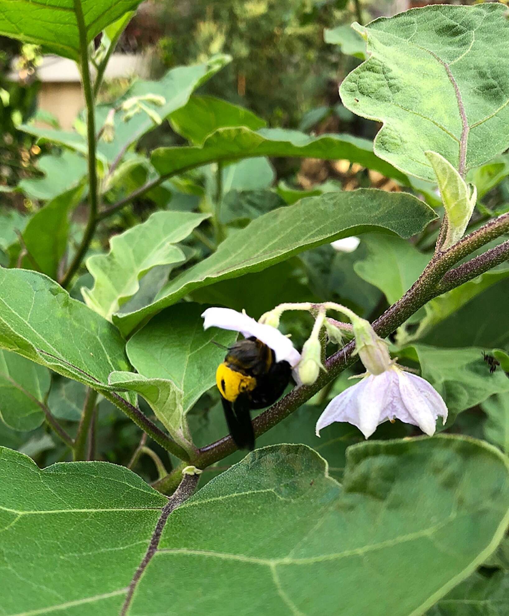 Image of Xylocopa minor Maidl 1912