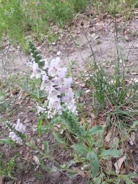 Image of rattlesnake flower