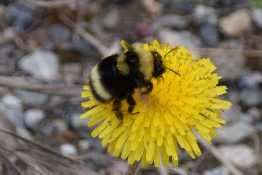 Image of <i>Bombus mckayi</i> Ashmead