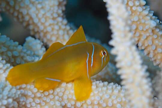 صورة Gobiodon citrinus (Rüppell 1838)