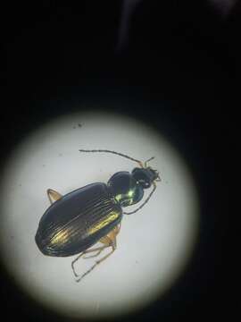 Image of Agonum (Olisares) errans (Say 1823)