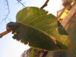 Pyrus pyrifolia (Burm. fil.) Nakai resmi