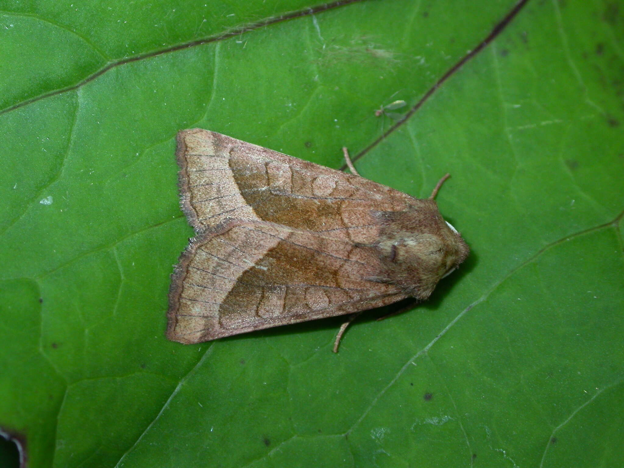 Image of rosy rustic