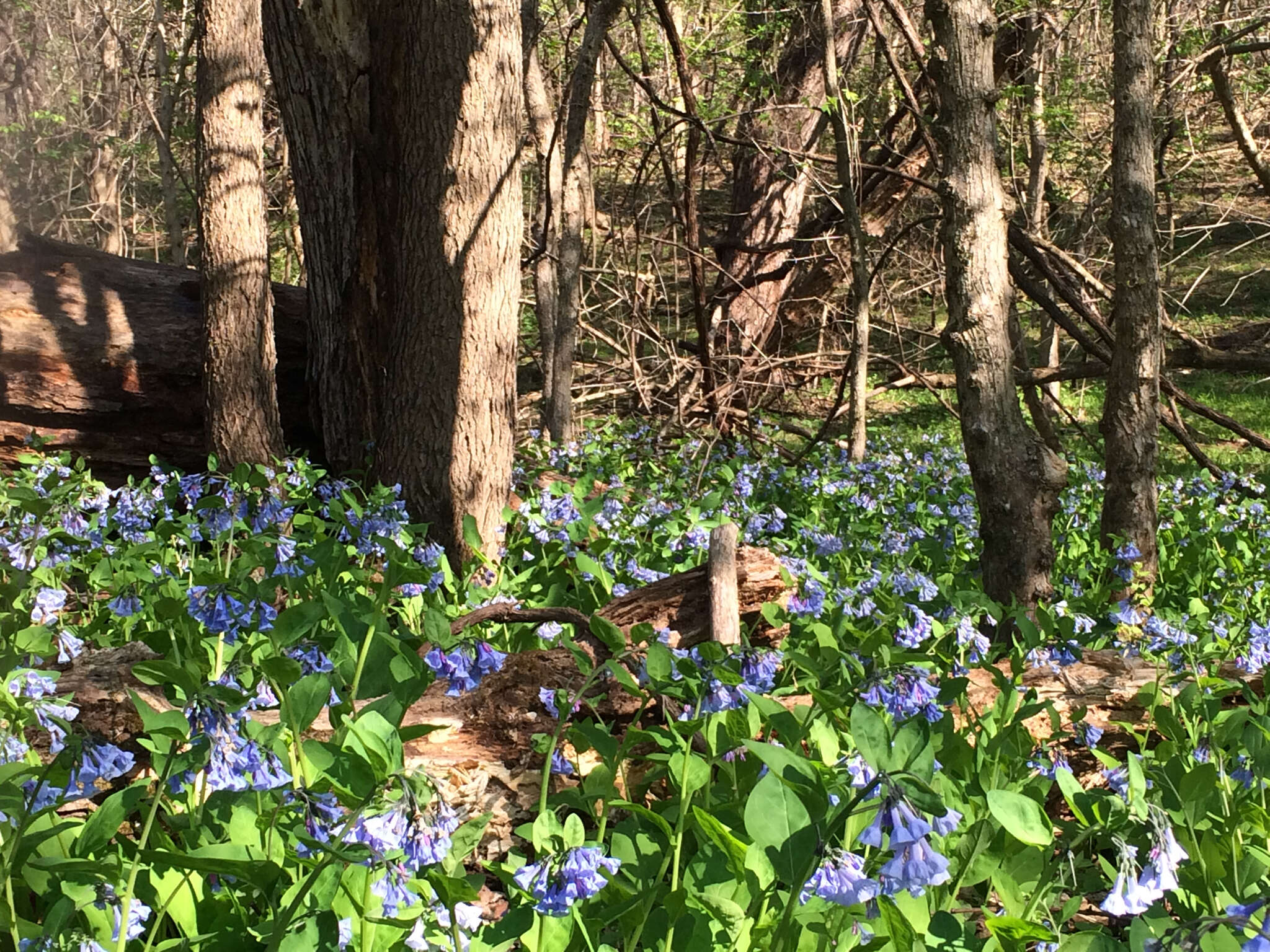 Image of Virginia Bluebell