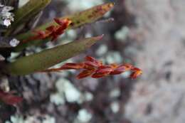 Image of Acianthera teres (Lindl.) Borba