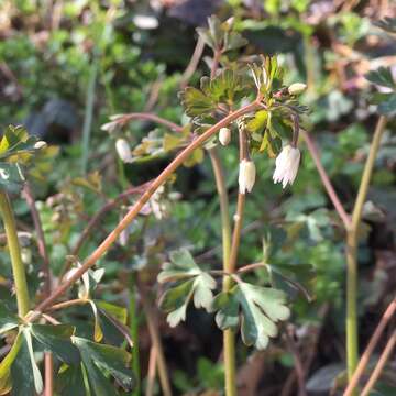 Image of Semiaquilegia adoxoides (DC.) Makino