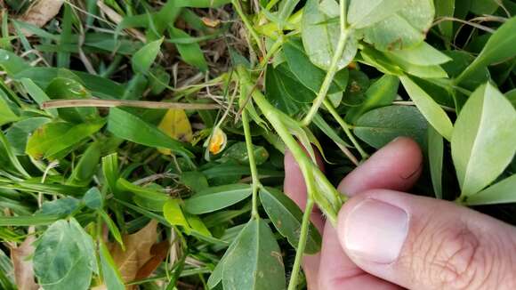 Plancia ëd Arachis hypogaea L.