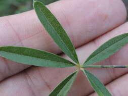 Imagem de Psoralea digitata Torr. & A. Gray