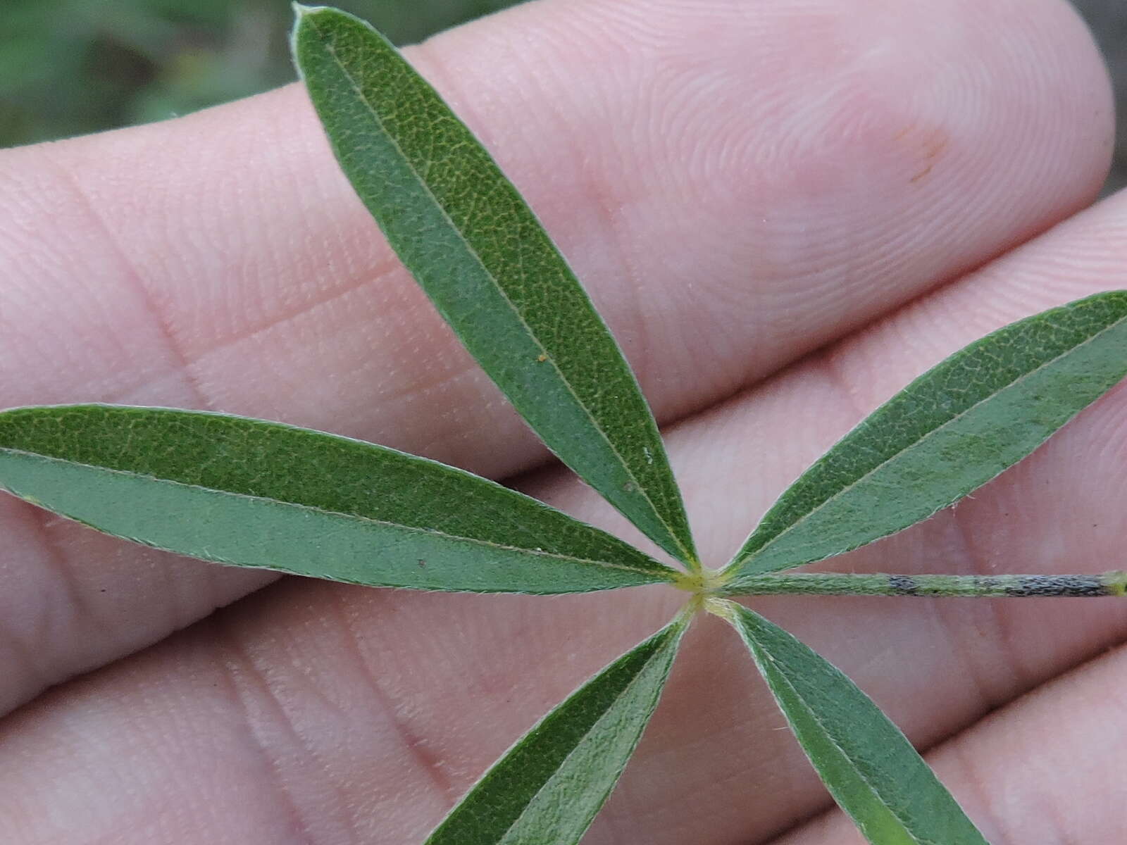 Imagem de Psoralea digitata Torr. & A. Gray