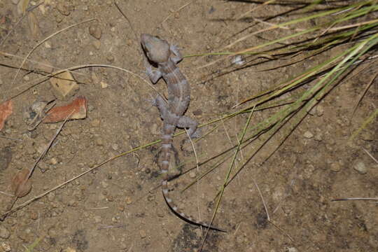 Image of Darmandville Bow-fingered Gecko