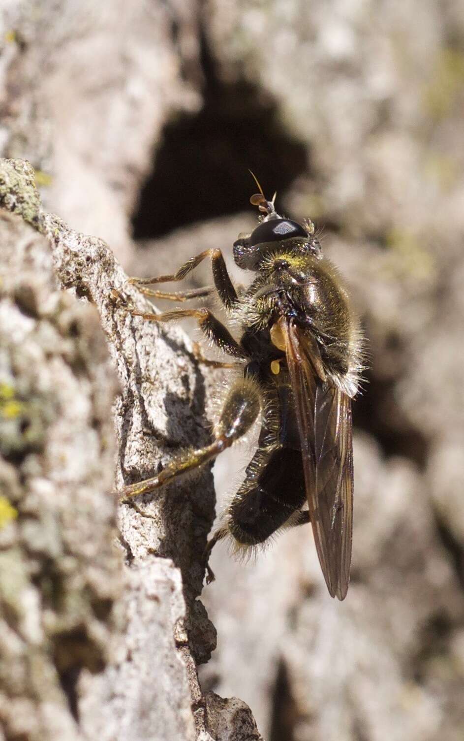 Image of Brachypalpus oarus (Walker 1849)