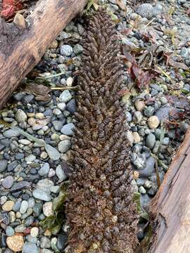 Image of giant rhubarb