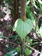 Image of Dioscorea sambiranensis subsp. sambiranensis