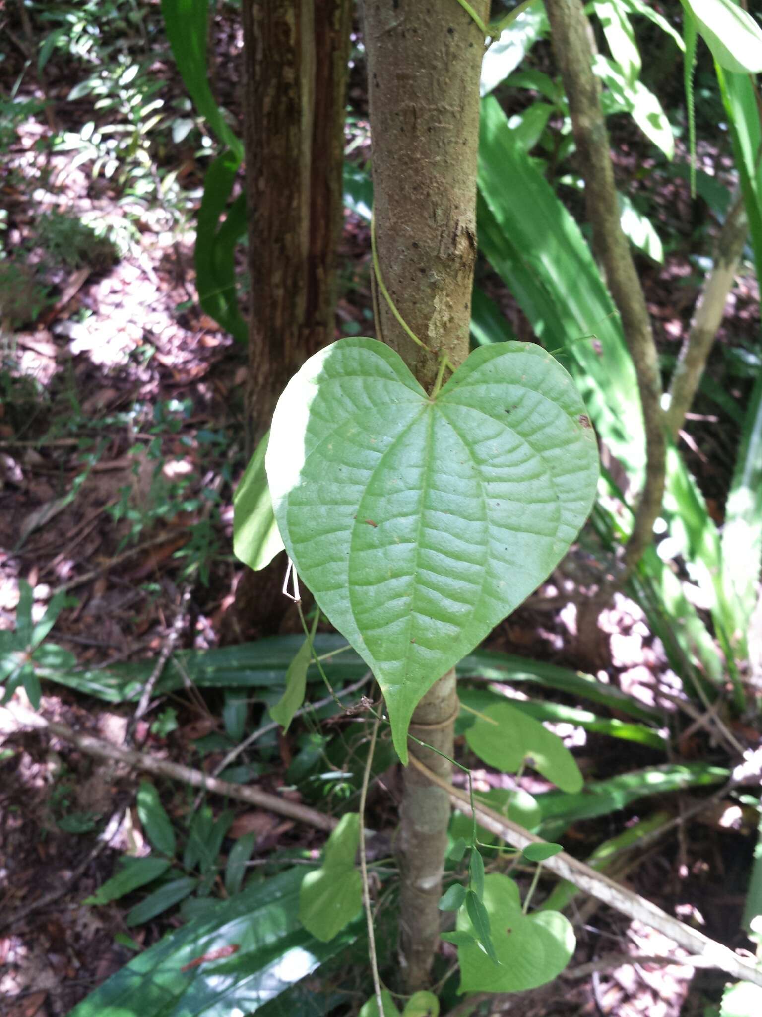 Image of Dioscorea sambiranensis subsp. sambiranensis