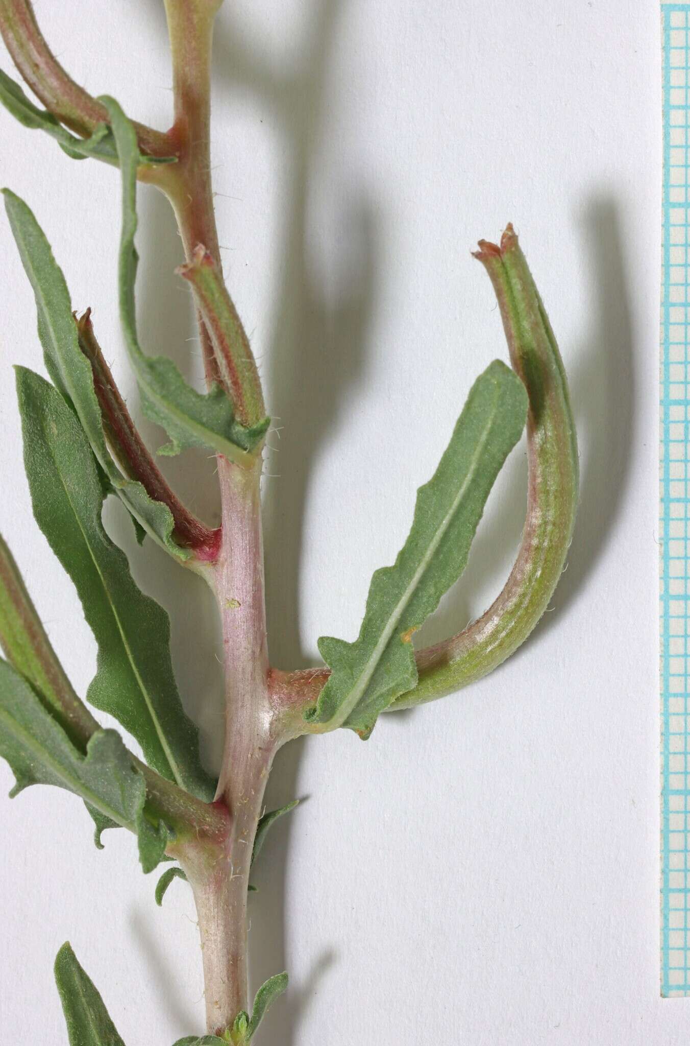 Image of pale evening primrose