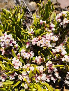 Image of Cuscuta purpurata Phil.