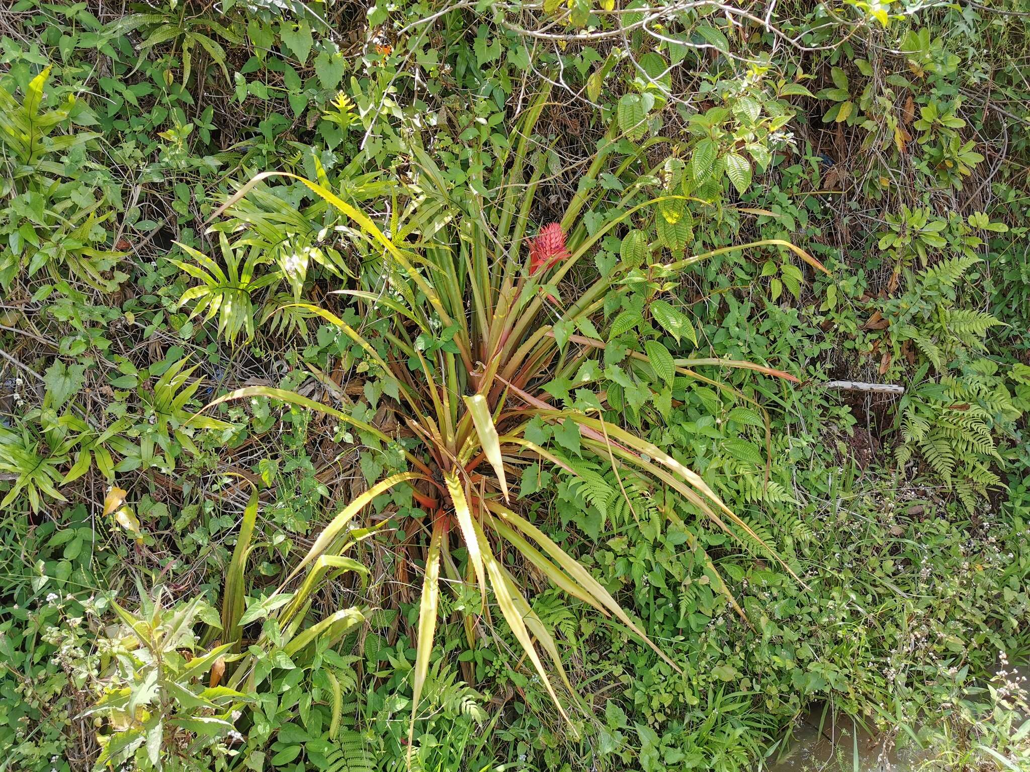 Image of Pineapples