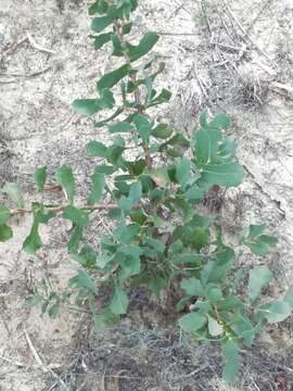 Image de Hakea prostrata R. Br.