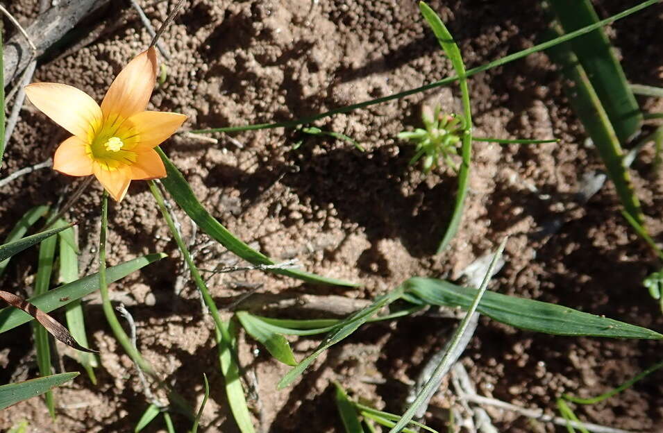 Image of Romulea setifolia var. setifolia