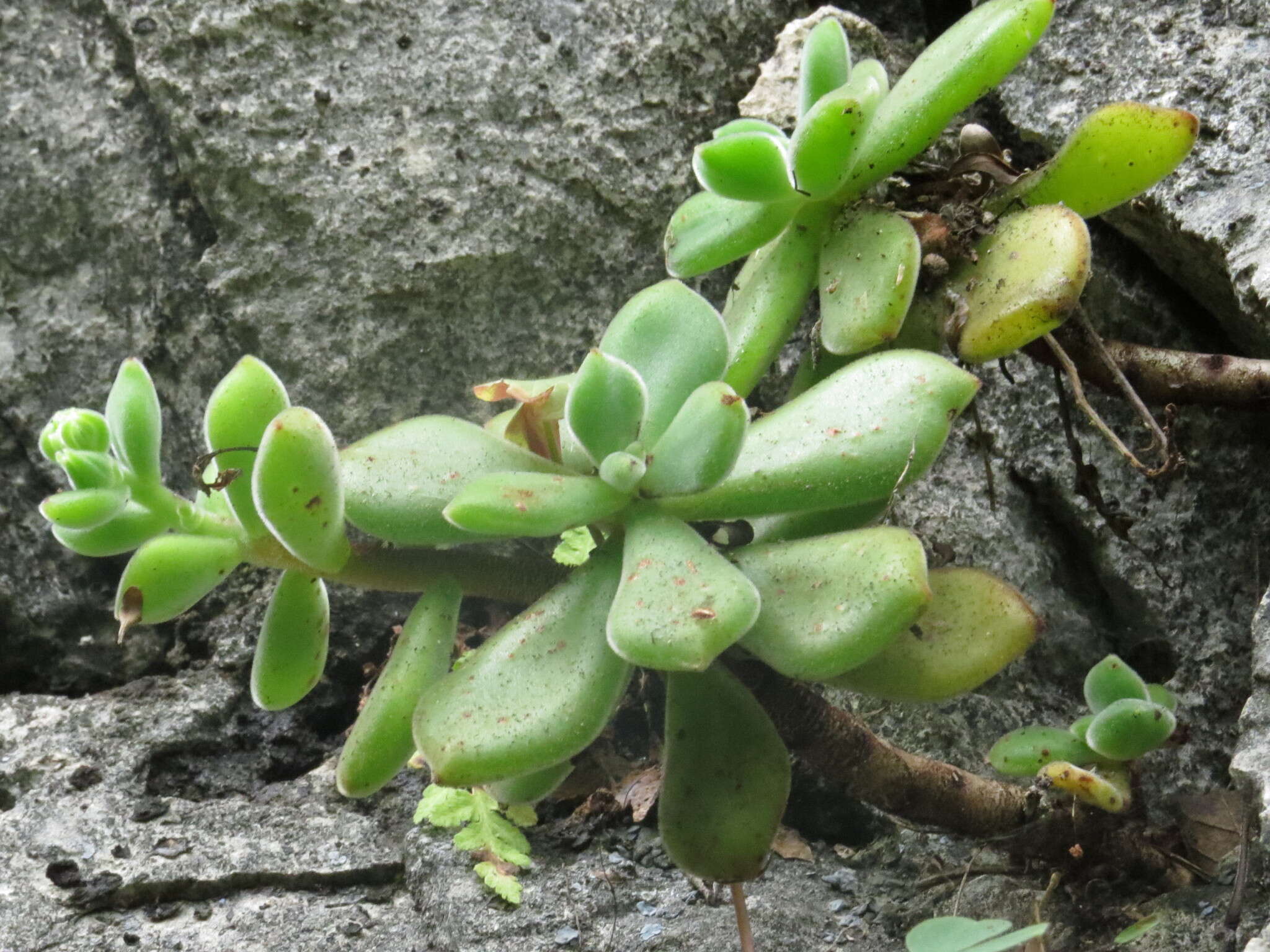 Image of Echeveria pulvinata Rose