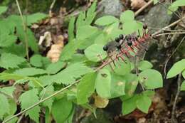 Image of Actaea spicata var. acuminata (Wall. ex Royle) Hara