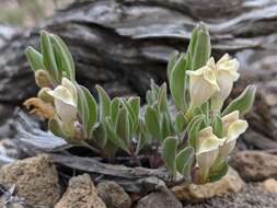 Image of dwarf skullcap