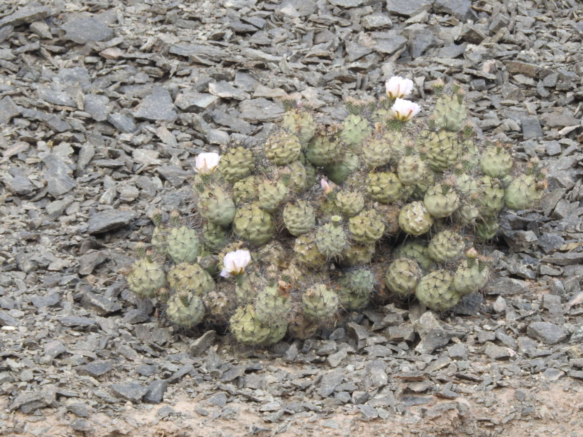 Image of Tephrocactus alexanderi (Britton & Rose) Backeb.