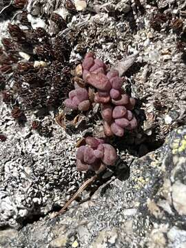 Image de Sedum rupicola G. N. Jones