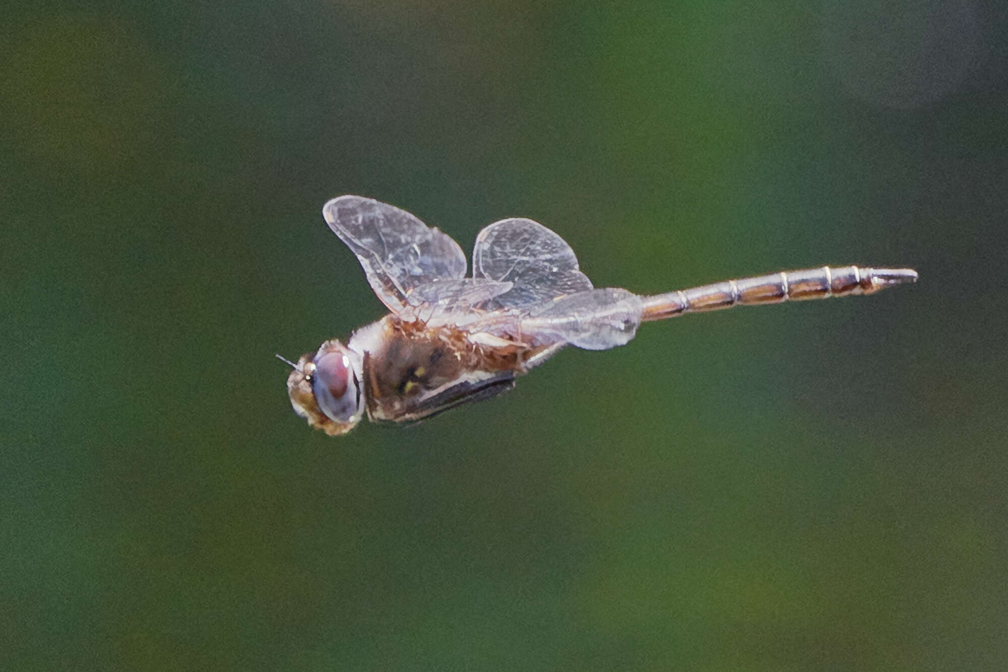 Image of Florida Baskettail