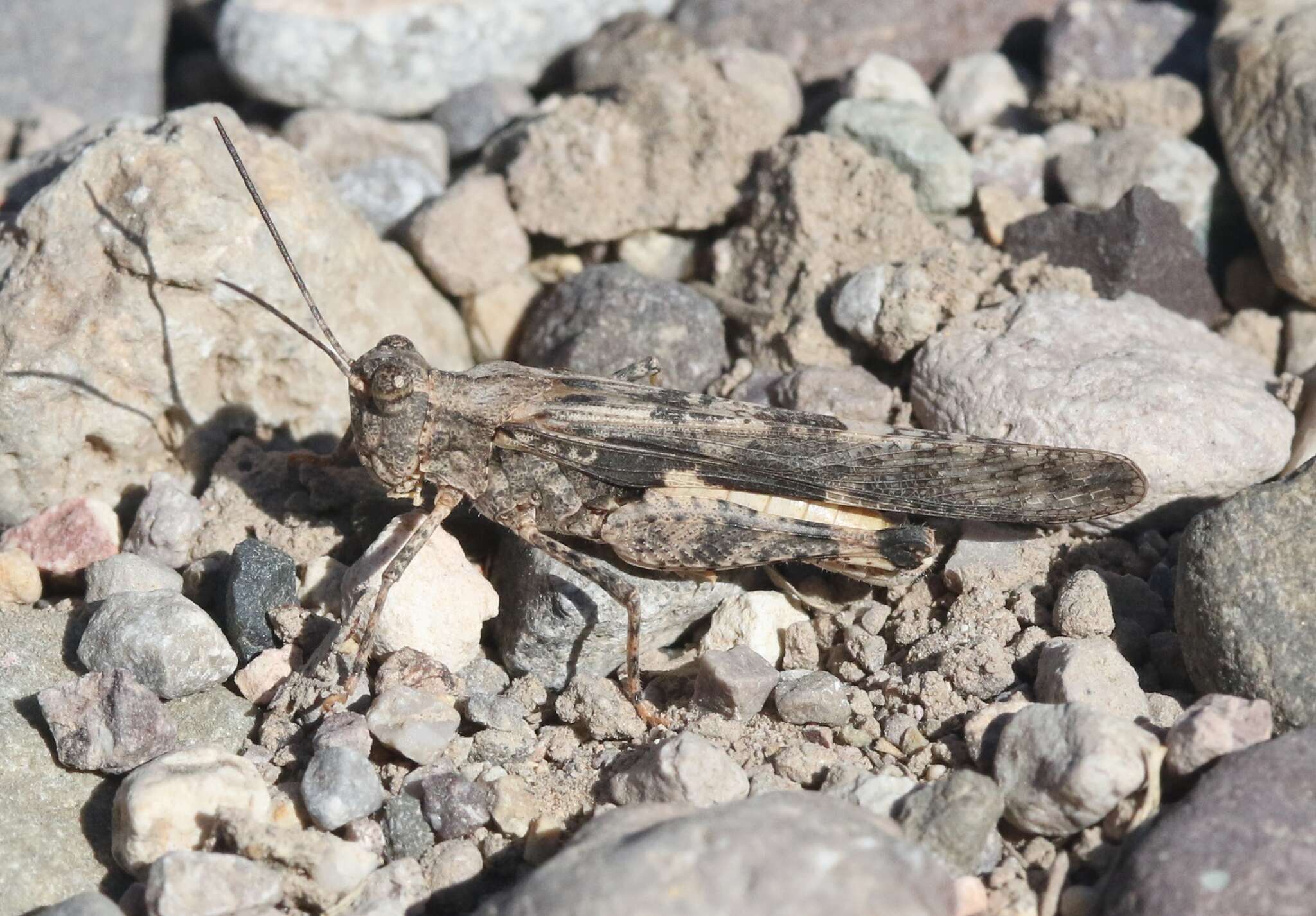 Image of Ridged Grasshopper