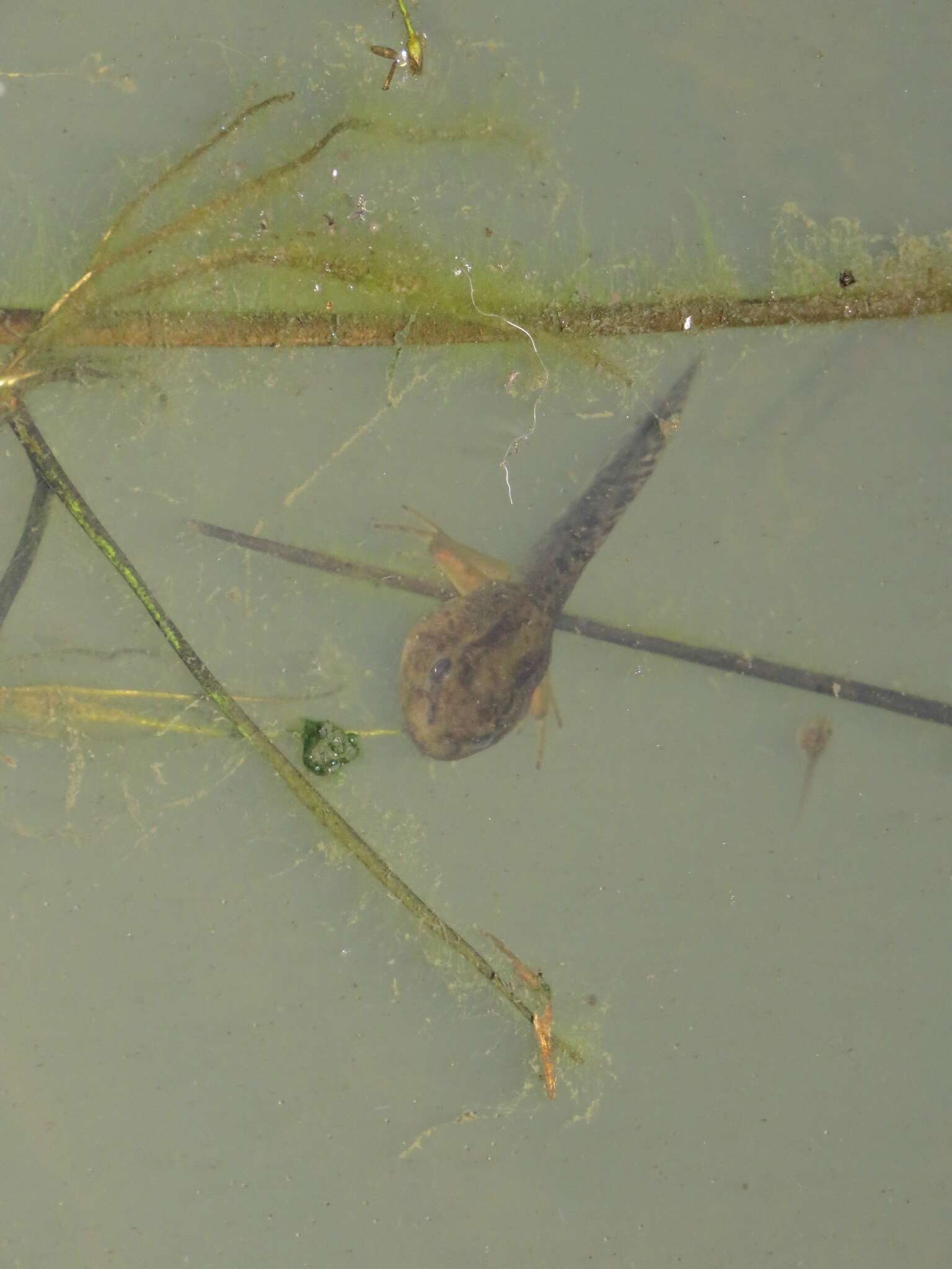 Image of Emerald Forest Frog