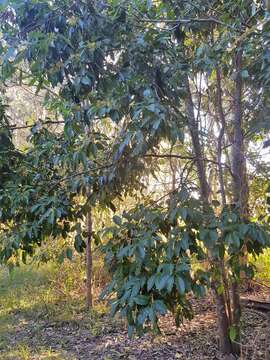 Image of Symplocos cochinchinensis var. stawellii (F. v. Muell.) Nooteboom