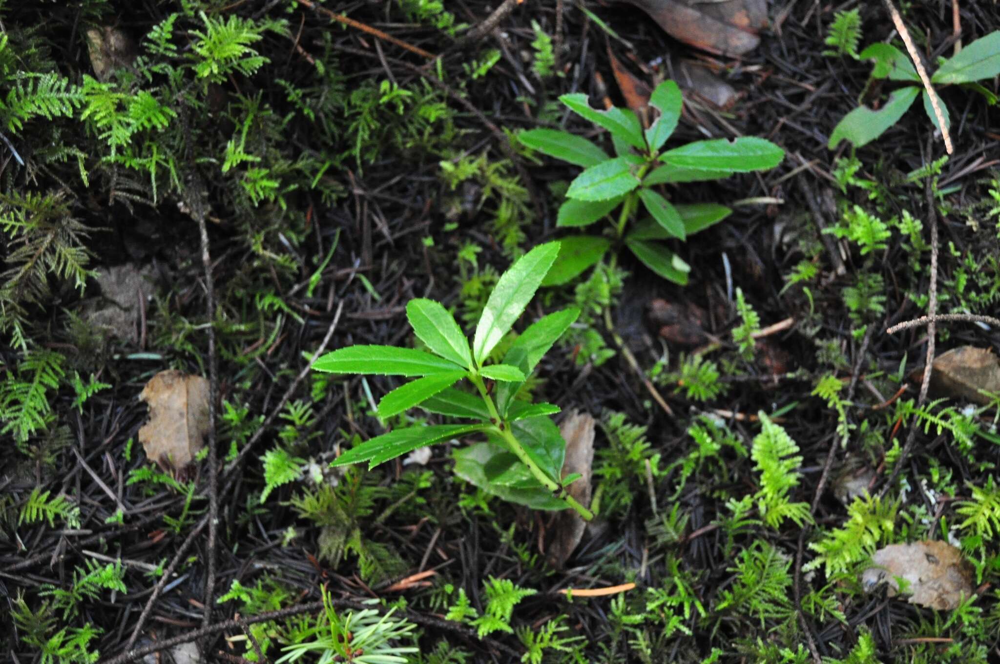 Image of pipsissewa